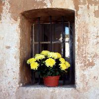 flori, flori, fereastra, galben, perete Elifranssens