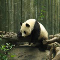 Pixwords Imaginea cu panda, urs, mic, negru, alb, lemn, padure Nathalie Speliers Ufermann - Dreamstime