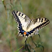 Pixwords Imaginea cu fluture, insecte, animale Sergey  Galushko (Galdzer)