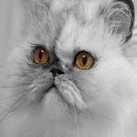 cat, animale Andym68 - Dreamstime