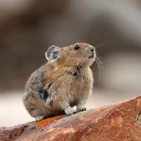 animal, șobolan, șoarece, sălbatic Brian Lasenby (Gonepaddling)