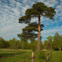 Pixwords Imaginea cu copac, grădină, teren, natura, gard, drumuri, verde Konstantin Gushcha - Dreamstime