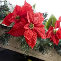 poinsettias, flori, roșu, gradina, plante, de Crăciun Jose Gil - Dreamstime
