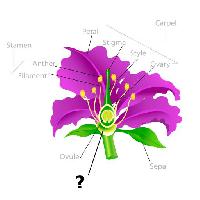 Pixwords Imaginea cu de plante, desen, Stamen, petală, filament, ovul Snapgalleria