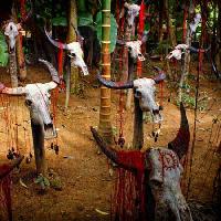Pixwords Imaginea cu Directori, Conducători, craniu, cranii, sânge, copaci, animale Victor Zastol`skiy - Dreamstime