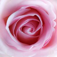 Pixwords Imaginea cu flori, roz Misterlez - Dreamstime