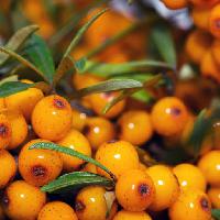 Pixwords Imaginea cu fructe, galben, portocaliu, verde, fructe dgstudio