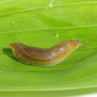 slug, verde, frunze, animale, insecte Dana Rothstein - Dreamstime