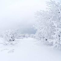 Pixwords Imaginea cu iarna, alb, copac Kutt Niinepuu - Dreamstime
