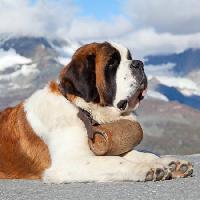 Pixwords Imaginea cu câine, baril, munte Swisshippo - Dreamstime