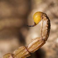 Pixwords Imaginea cu scorpion, animale, insecte Mauro Rodrigues (Membio)
