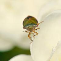 Pixwords Imaginea cu insectă, bug, faunei sălbatice Editor77
