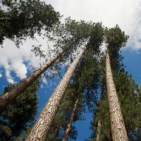 Pixwords Imaginea cu copac, copaci, cer, nori, lemn Juan Camilo Bernal - Dreamstime