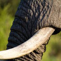 Pixwords Imaginea cu elefant, portbagaj, animale Villiers Steyn (Villiers)