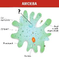 amoeba, nucleu, alimente, celule, celulare Designua