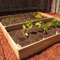 Pixwords Imaginea cu de legume, legume, cresc, cultivate, verde, plantelor, plante, lemn Mvogel