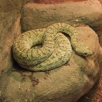 Pixwords Imaginea cu șarpe, animal, salbatic, de rock, roci John Lepinski (Acronym)