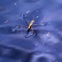 bug, insecte, apa, float, albastru Sergey Yakovlev (Basel101658)