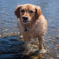 Pixwords Imaginea cu câine, apă, animale Emilyskeels22 - Dreamstime