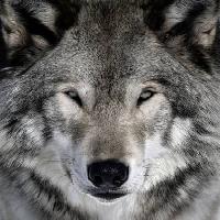 Pixwords Imaginea cu lup, animale, sălbatice, câine Alain - Dreamstime