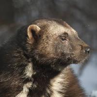 animal, urs, sălbatice, faunei sălbatice, blana Moose Henderson - Dreamstime